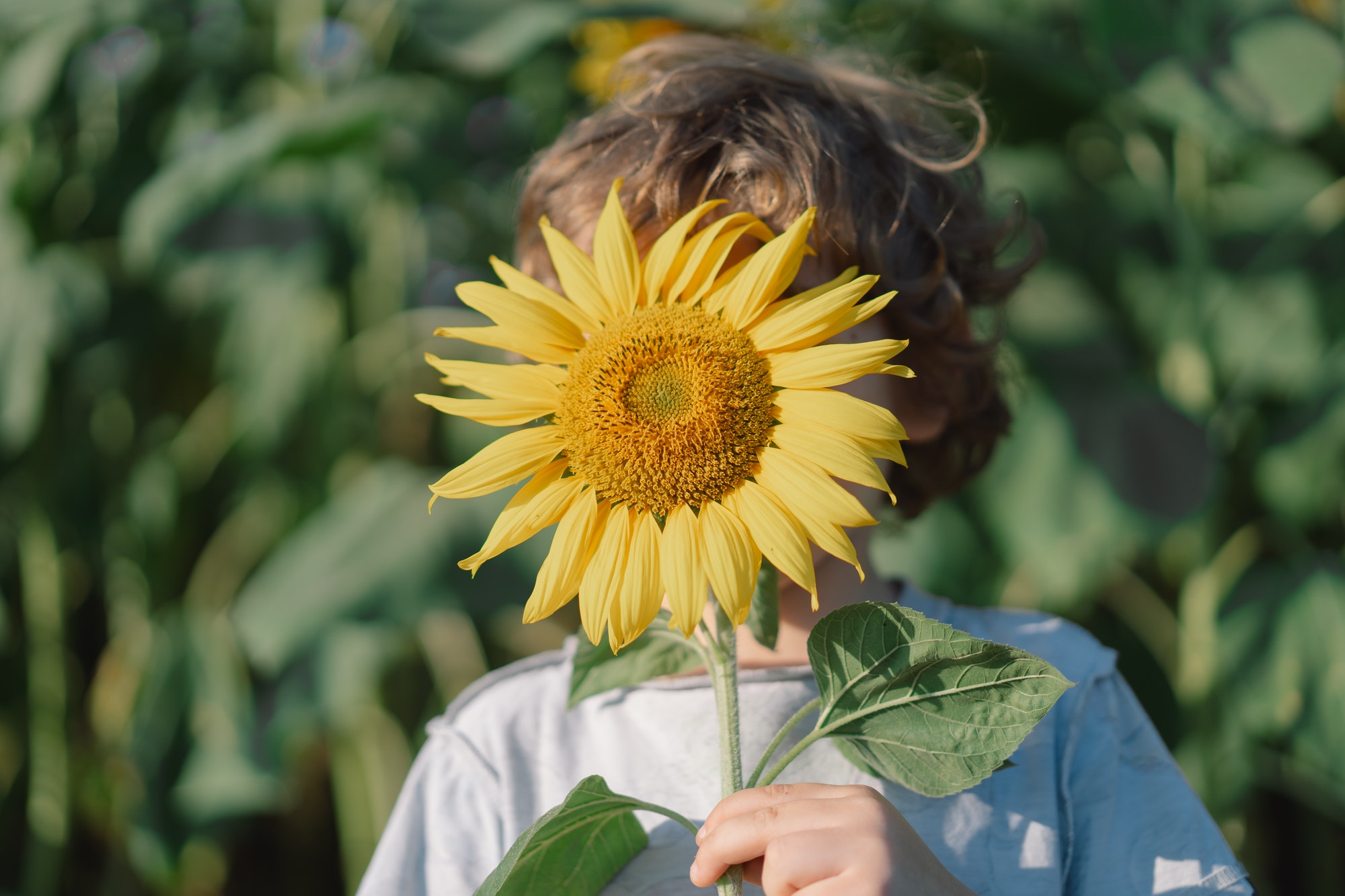 Little boy with sunflowers. Children and nature